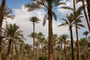 palm trees under the sun in Cairo, Egypt, near the pyramid