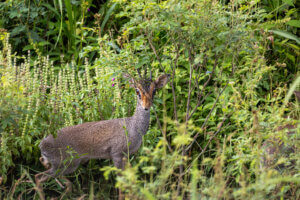 A photo of a dik-dik standing on a dirt road in Ethiopia, on the way to a Mursi community known for their cultural traditions.