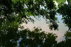 A serene view of Hoan Kiem Lake in Hanoi, Vietnam, with reflections of leaves on the water creating an effect similar to a painting