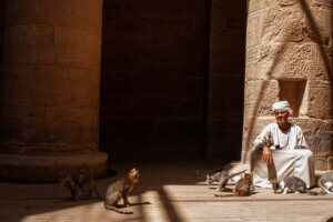 Inside the Philae Temple in Egypt, a man leans against the ancient stone walls as kittens play in a sunbeam