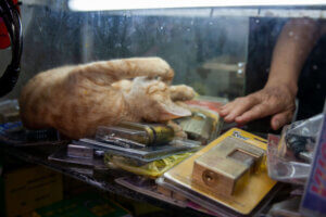 An orange cat sleeps on its back in a shop kiosk in Vietnam as a Vietnamese man gives it a gentle, caring stroke