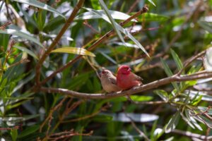 A photo of two red-billed firefinches perched at the Burayou orphanage in Addis Ababa, Ethiopia, showcasing their vibrant plumage