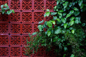 A typical red temple wall in central Hanoi, Vietnam, beautifully overgrown with contrasting green vegetation